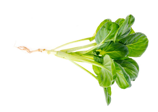 istock Young green sprout, cabbage with root, isolated on white background. 1255540351