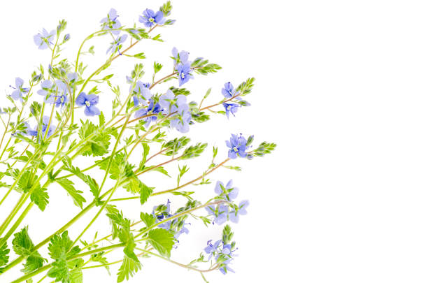 Nemophila flowers