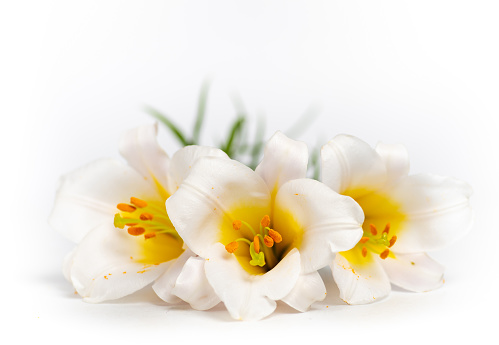 Beautiful white lily flower in bloom on white background closeup