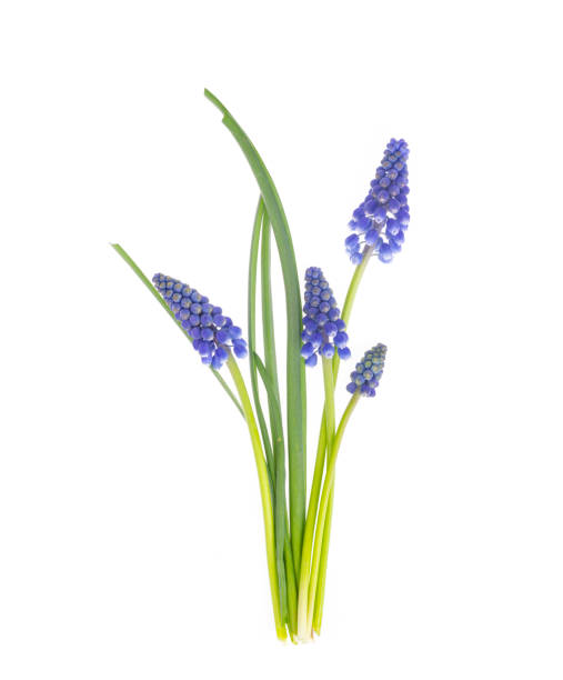 istock Blue spring flowers muscari on white background. 1255541662