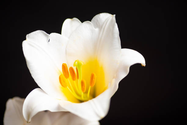 istock Beautiful white lily flower closeup 1255541702