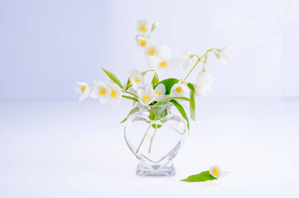 istock Sprigs with white flowers Philadelphus coronarius Aureus. 1255541941