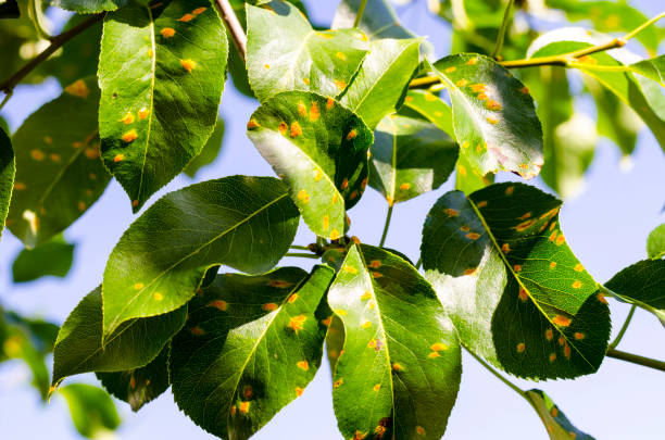istock Rust on pear leaves, fruit plant disease. 1255541965