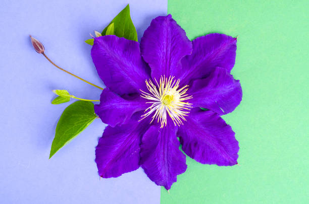 istock Purple clematis on bright background, space for text. 1255541976