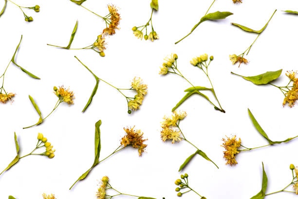Dried linden flowers flat lay top view on white background