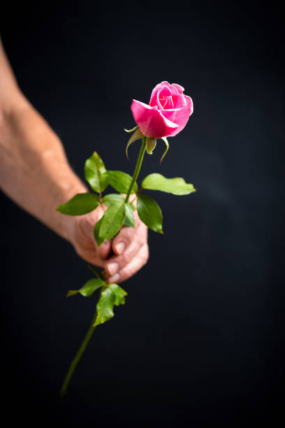istock Man holding a pink rose against dark background 1255542068