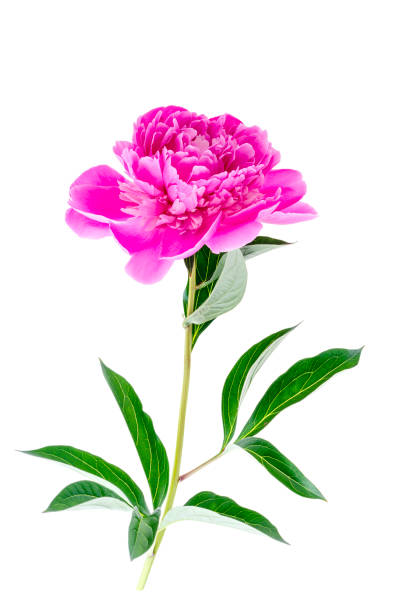 istock Beautiful pink peony flower isolated on white background. 1255542069