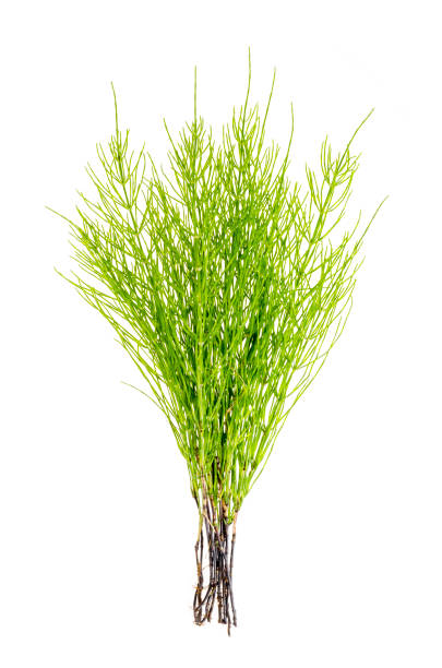 istock Plant equisetum arwense isolated on white background 1255542265
