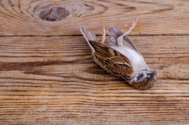 Photo of Little dead sparrow. Studio Photo