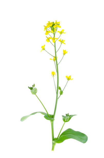 istock Yellow flower on stem of garden cabbage. 1255542362