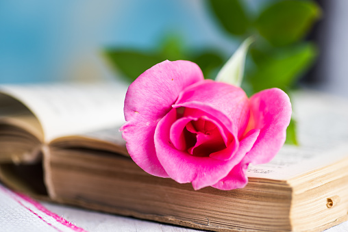 Pink rose on a open book closeup