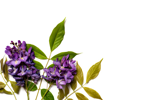 Purple acacia flowers on white background flat lay top view