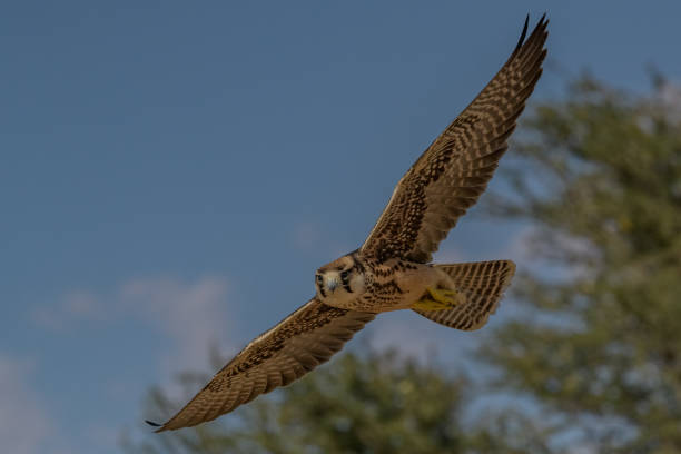 lanner falcon na asa - lanner falcon - fotografias e filmes do acervo