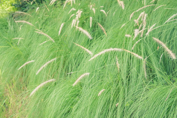 istock green long grass in garden. nature park view 1255544504