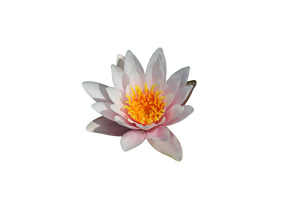 istock pink water lily on a white background 1255546599