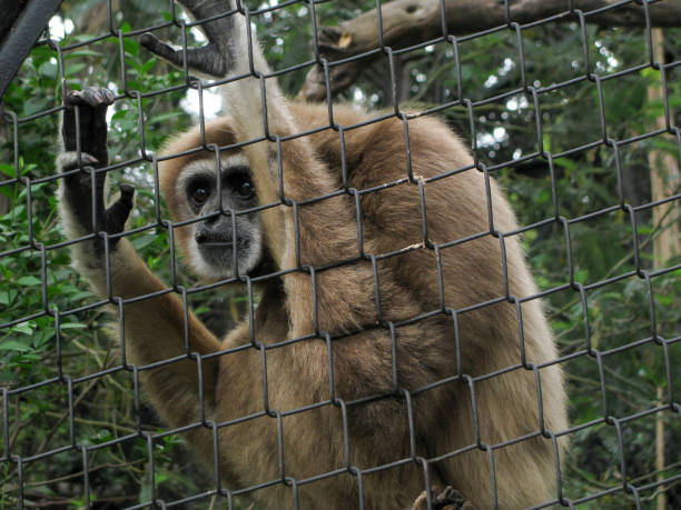 istock Monkey looking out of its cage in a zoo 1255548402