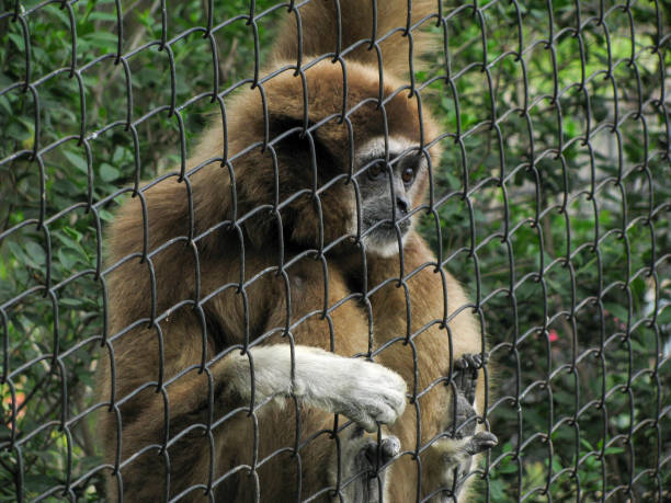 istock Monkey looking out of its cage in a zoo 1255548559
