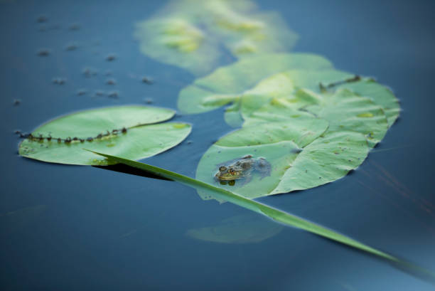 istock Frog in the Danube Delta area,  Romania,  in a sunny summer day 1255548954