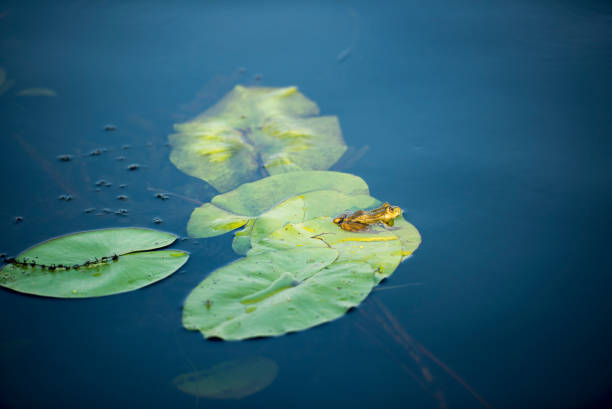 istock Frog in the Danube Delta area,  Romania,  in a sunny summer day 1255548978