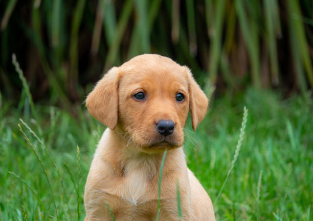 istock Fox red Labrador puppy, looking at the camera 1255549586