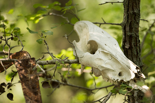 Animal skull hanged in a tree,  near Letea village,  in the Danube Delta area,  Romania,  in a sunny summer day; outdoors
