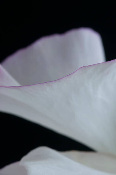 istock White sweet pea on black background 1255549747
