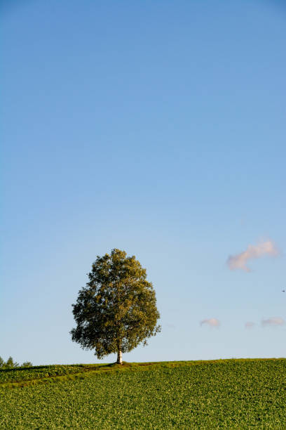 istock Birch tree standing on a green field in summer 1255549891