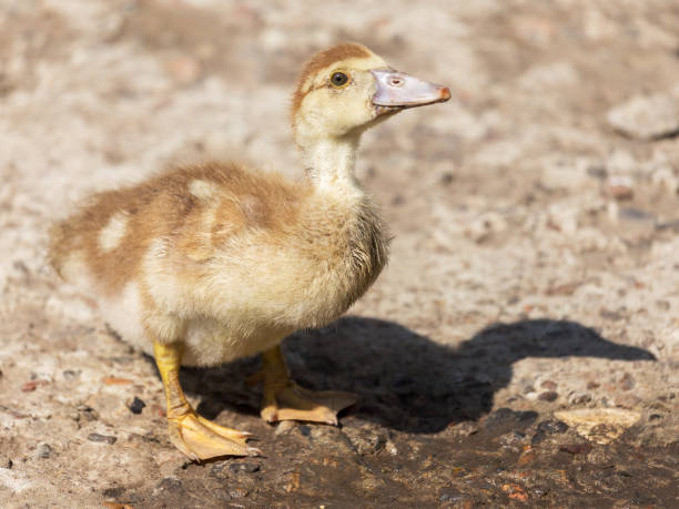 istock Cute little yellow goslings, selective soft focus 1255550985