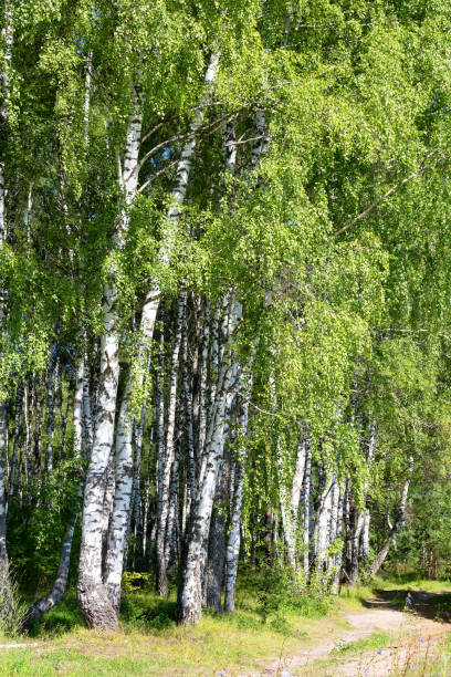 istock Authentic beautiful summer landscape birch grove on a clear sunny day 1255552706