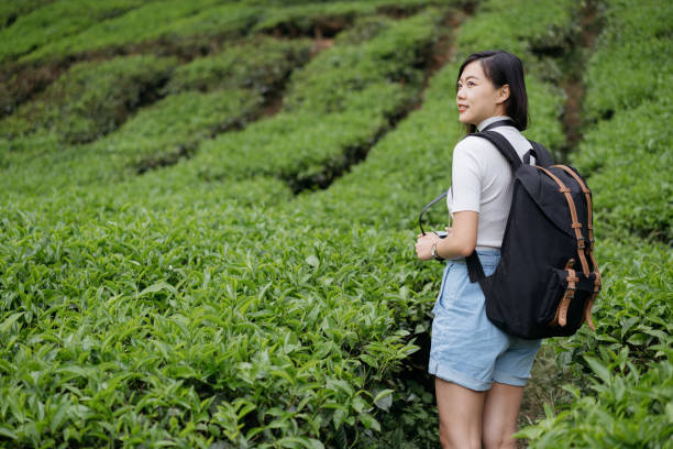 istock Young asian woman with backpack exploring tea plantation 1255552737