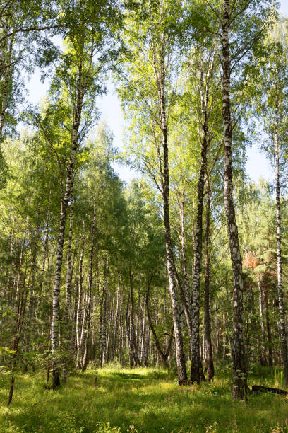 istock Authentic beautiful summer landscape birch grove on a clear sunny day 1255552834