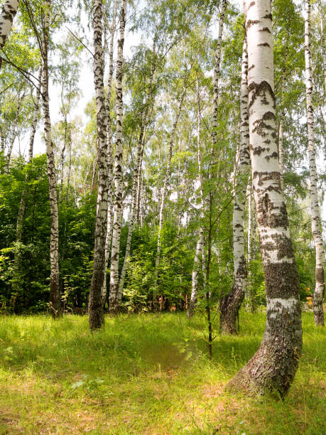 istock Authentic beautiful summer landscape birch grove on a clear sunny day 1255553462