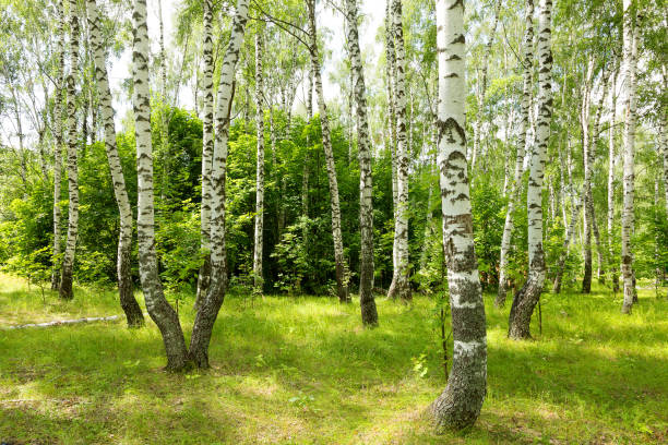 istock Authentic beautiful summer landscape birch grove on a clear sunny day 1255554029