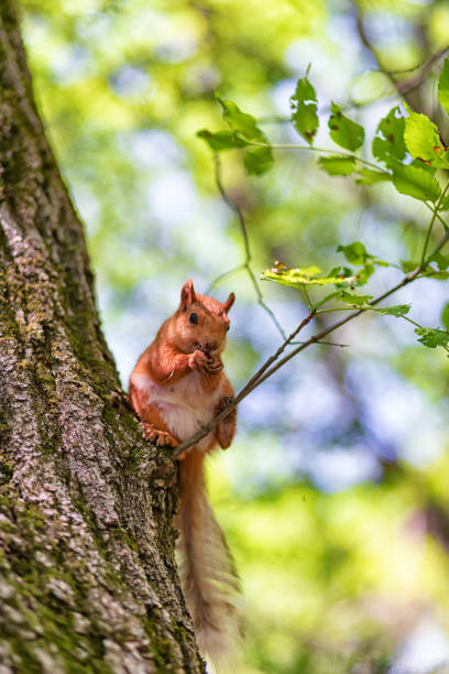 istock Red  squirrel in the Park on a tree eating nuts 1255554119