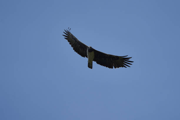 istock Martial eagle Polemaetus bellicosus large sub-Saharan Africa species of booted eagle subfamily Aquillinae 1255554192