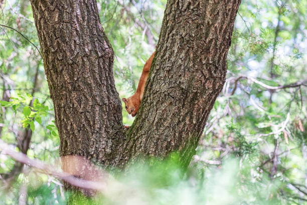 istock Red  squirrel in the Park on a tree eating nuts 1255554336