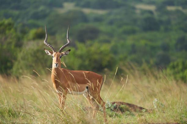 istock Impala Group Impalas Antelope Portrait Africa Safari. 1255555656