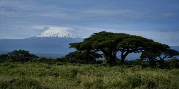 istock Kilimanjaro Elephant  Amboseli National Park Savannah 1255555709