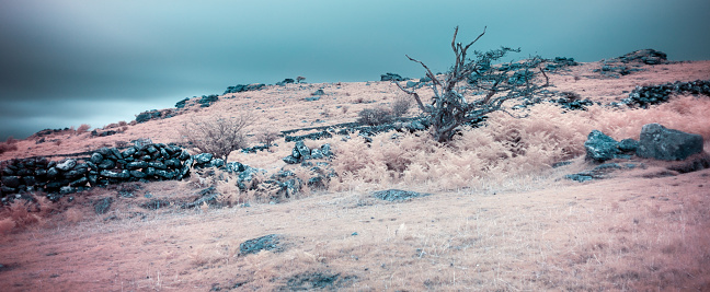 Emsworthy Mire Nature Reserve, Dartmoor Devon
Infrared Photography, July 2020