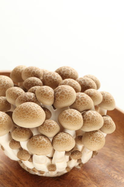 istock Japanese food ingredient, Shimeji mushroom 1255557741