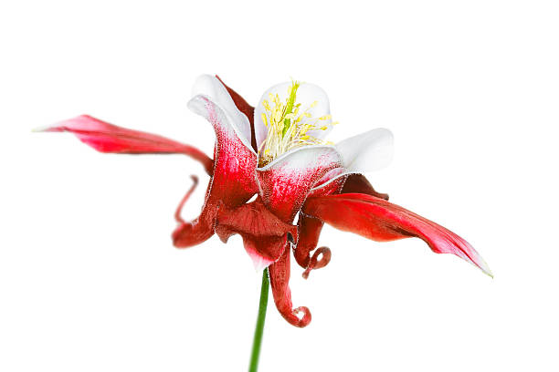 istock Aquilegia caerulea flower 125555783
