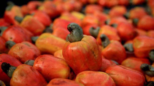 cashew fruit for sale in salvador salvador, bahia / brazil - july 10, 2020: cashew fruit are seen for sale in the city of Salvador. cashew stock pictures, royalty-free photos & images
