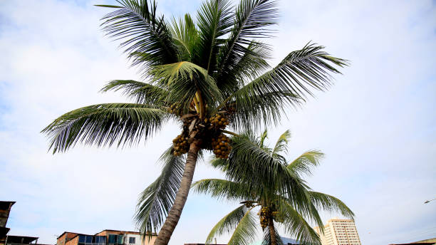 istock coconut planting in salvador 1255559221