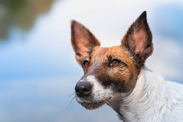 retrato de perto de um cão fox terrier molhado e liso. - fox terrier - fotografias e filmes do acervo
