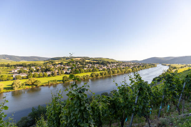 istock Scenic view on river Moselle valley with vineyard in  foreground 1255561696