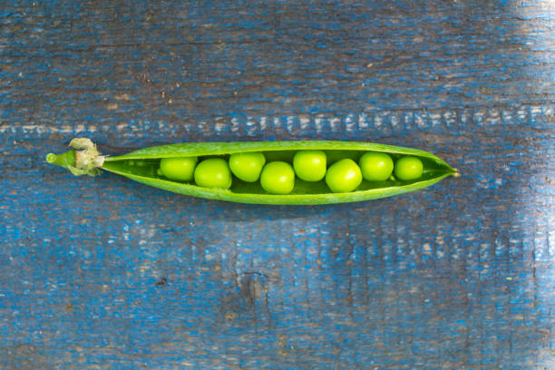 Pea pods on a blue background