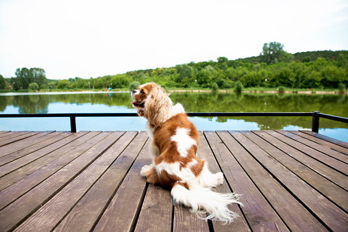 Full length shot of cute cavalier king charles spaniel puppy sitting on the pier by the lake.