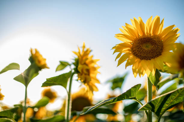 The beauty of sunflowers stock photo
