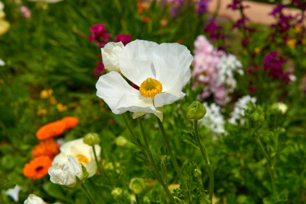 istock some flowers of different colors 1255564319