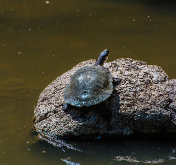 istock Murray river long neck turtle, getting some sun on a boulder in the middle of the lake. 1255564587